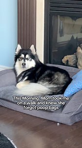 30K views · 885 reactions | Dog mom fail: Forgot the poop bags 臘‍♀️ #dog #poop #dogmom #lol #neighborhood #doglife #FacebookPage #oops #cutedog #doglover #karen #funnydog #reelstrending #dogs #puppy #pomsky #funnyreels #reelsfypシ#fyp | Zeus the Pomsky | Facebook