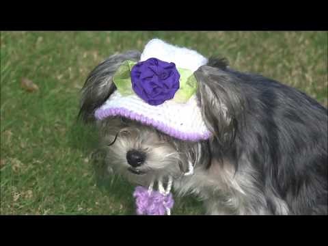 Dog Hat and Cap Part 1/ How to Crochet a Dog Hat. Part 1