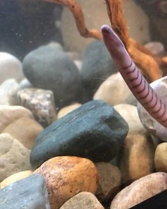 "What is THAT?" you ask? A worm? A snake? Nope, it's a caecilian! John Ball Zoo recently welcomed Kuap's Caecilians to the Frogs and Friends building. Very little is known about these unusual animals, and they are considered to be among the least studied amphibians in the world. It is estimated that there are around 100-200 different species of caecilians, and on certain continents, they number in the millions. Because they are burrowers and mostly live underground, they have little to no need f