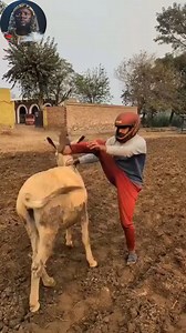 The funniest videos of the year will only make you laugh | Mr double d2