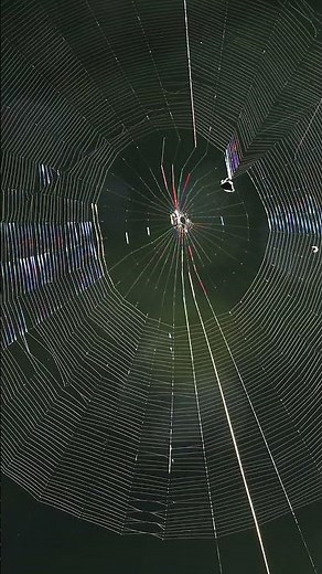 Spider web Building #wildlife #nature #spider