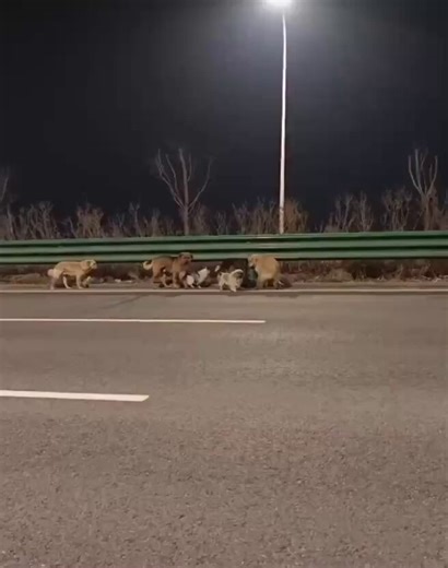 🐶 In China, 7 stolen dogs escaped from a butcher’s truck and walked 17 km home led by a corgi!In Jilin province, seven dogs were stolen for sale at a dog meat market and loaded into a van. But they managed to escape — and what followed looks like a movie.Instead of scattering, they stayed together: forming a protective circle around an injured German shepherd, while a corgi led the way.Over two days, they covered about 17 km across roads and fields — and made it back to their owners.Escape miss