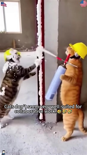 Cat’s first day at work#cat #fyp