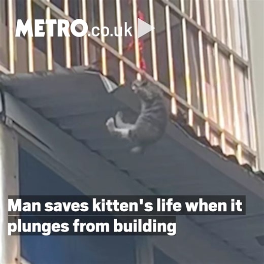 22K views · 400 reactions | This quick-thinking cat-rescuer deserves all the praise he gets  | Metro | Facebook