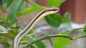 Thailand Garter Snake Flicking Tongue Stock Footage Video (100% Royalty-free) 1068307253 | Shutterstock