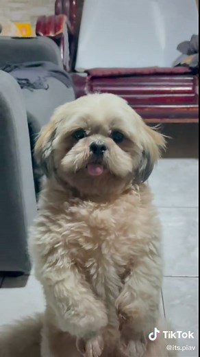 IG/FB: @bibojumbo on TikTok