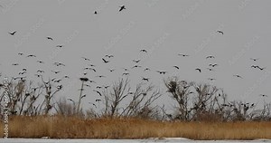The Red Book stork sits in its nest in the Khanka reserve, and Japanese black cormorants are flying alongside it.