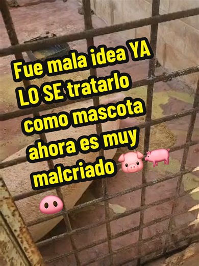 Que tenia que comprar un cochino NO... que a mi nadie me mando lo hice sola #mascota #cochino #cerdo #puerco #marrano