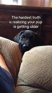 Engineered for comfort and support, our harness helps dogs regain their mobility. | Help Em Up Harness