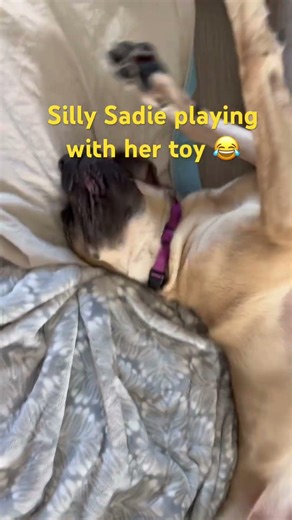 Silly Sadie 🤪🤣 #sadiethemastiff #foryou #shortsfeed #shorts #fypage #fyp #fypviral