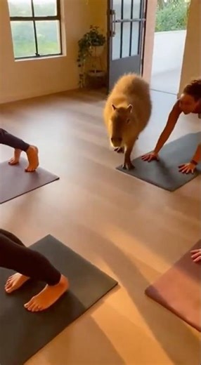 Capybara Sneaks Into Yoga Class & NAILS Every Pose 🧘‍♀️😂