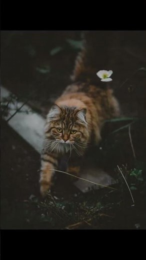 Unlocking the Secret Language of Cats: Over 100 Sounds Explained!