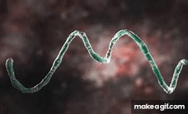 treponema pallidum on Make a GIF