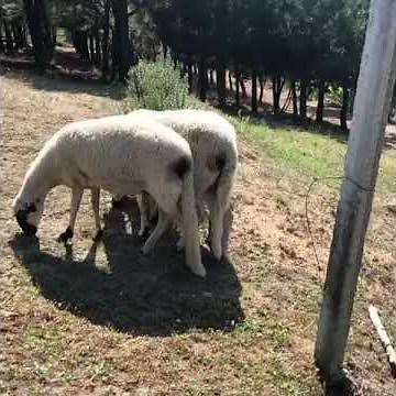 Sheep Attacks man for Disturbing Them While Grazing - 1130139