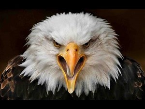 eagle sound effects - efek suara elang