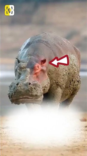 5 Mind-Blowing Hippo Facts You Didn't Know 🦛😳