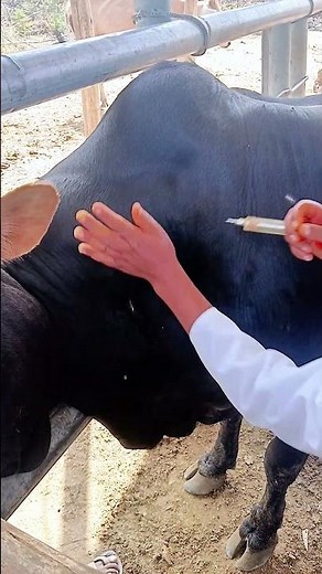 Ivermectin Administration: Subcutaneous Injection Technique