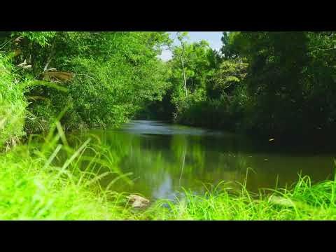 10 Hours Stream Sounds for Sleep, Tinnitus – Relaxing Nature Water White Noise