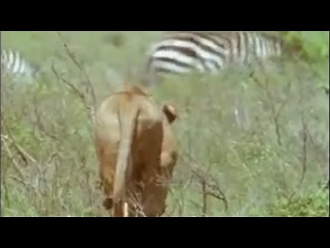 Zebra Hunting | 5 Big Cats and a Camera | BBC Studios