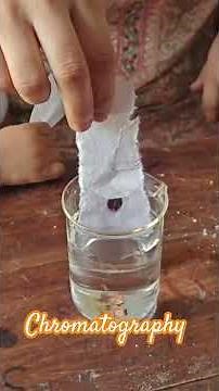 Color Separation with Chromatography | School Lab Activity
