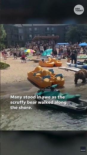 Watch: Large black bear strolls across a beach #Shorts