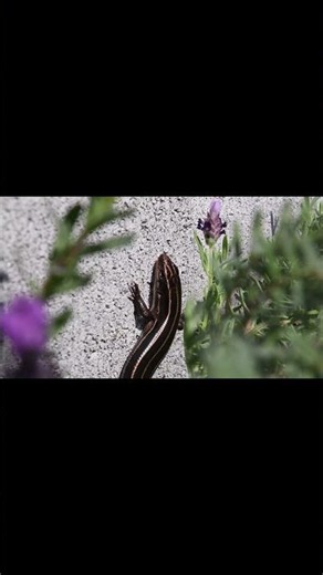 【Nikon D7500】トカゲ【#shorts】