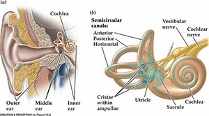 Benign Paroxysmal Positional Vertigo (BPPV) | Physiotherapy Manly