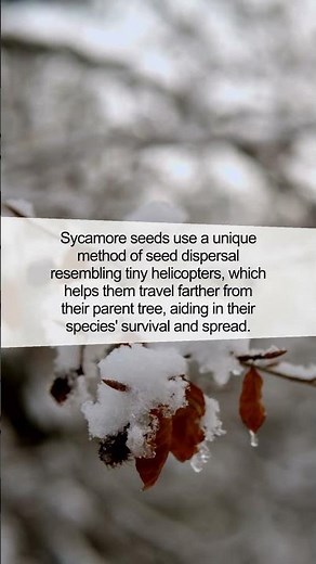 Discover the Secret Flight of the Sycamore Seeds!