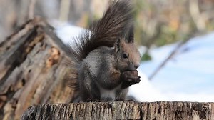 Hokkaido Squirrel Eating Walnut Stock Footage Video (100% Royalty-free) 15483322 | Shutterstock