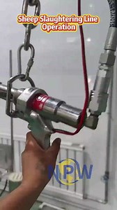 The mainstream bleeding method in modern sheep slaughterhouses is mechanized automatic bleeding, and its core equipment is the "automatic stabbing and bleeding line". | NPW Slaughter＆Process Equipment