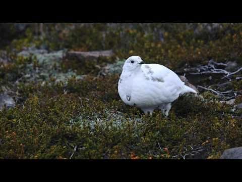 Through the Lens: White-tailed Ptarmigan