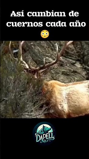 La increíble forma en que los ciervos y alces renuevan sus cuernos #animales #curiosidades