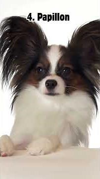 Best Small Dog Breeds | Teacup, Hypoallergenic, Funny & Loyal Dogs! Tiny Dogs, Big Personalities🐾