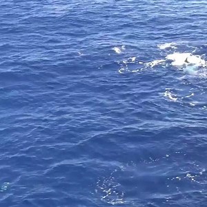 Crazy Crazy Crazy Sail & Marlin Fishing @fishtanksportfishing 334 Striped Marlin, 4 Sails and 2 Blue Marlin in the last 3.5 days! Wow. Our best day was 125 Striped and 2 Blues!!! | Fishingfins