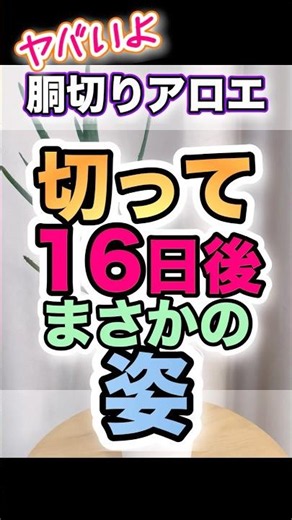 マジ？【胴切り16日後のアロエまさかの姿】#脇芽 #ビフォーアフター #胴切り #アロエ #強剪定 #新芽 #観葉植物 #観葉植物の育て方 #増やし方 #植物のある暮らし