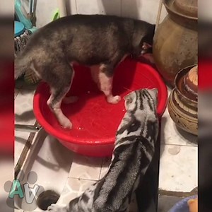 86K views · 1.2K reactions | How to tell if your #cat is in charge. | Animal Antics | Facebook