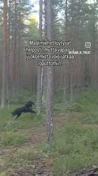 Jäljestäminen tekee hyvää koiran fysiikalle ja pääkopalle