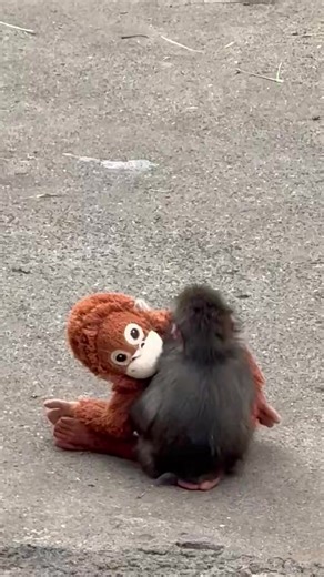 #punchkun #punchi #punch #babypunch | Punch The Monkey Finds Comfort In Plushie