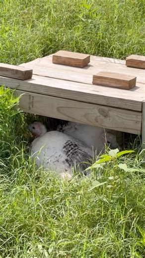 Nest mates 😅🤍 Turkeys are the best! #royalpalmturkeys #nestingseason #turkeys