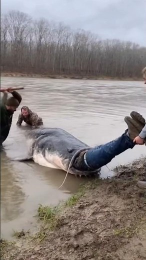 Shocking Catfish Attack in River, Friends Pull Man to Safety!
