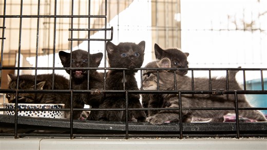 House passes bill to revisit 'rigid' rules for Oregon animal rescues