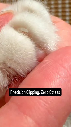 MeowMates on Instagram: "Smart Clipping, Happy Cat — Adjustable Nail Clipper for Safe & Easy Grooming! Say goodbye to scratches and grooming struggles. This precision tool ensures a painless, clean trim every time — perfect for stress-free cat care at home. #CatNailClipper #PetGroomingTool #AdjustableClipper #CatCareMadeEasy #FelineGrooming #SafePetGrooming #PetProduct #CatEssentials #StressFreeTrimming #SmartPetCare"
