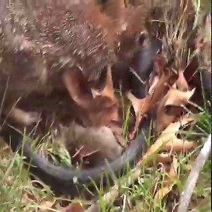 4.1M views · 86K reactions | Roadrunner vs Rattlesnake- Mother Rabbit Save Her Baby From Snake Swallowing, Snake Hunt Iguana Fail | Animal Surrounding | Facebook