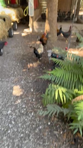 A Reunion at the farm on a beautiful day 🚜👩‍🌾🤎 | Fort Denaud Farm