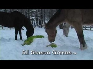 All Season Greens - Winter Greens
