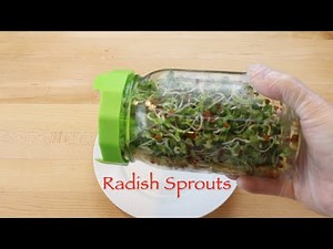 Radish Sprouts