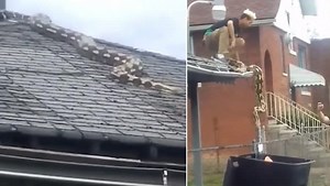 Pet Python Escapes Home and Crawls on Roof in Detroit, Scary Snake Rescue Video Goes Viral | 👍 LatestLY