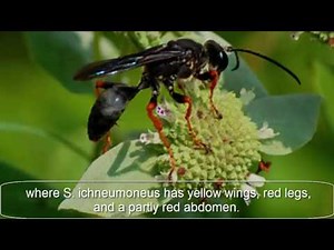 Sphex Pensylvanicus The Black Wasp | Bee | Killer Bee