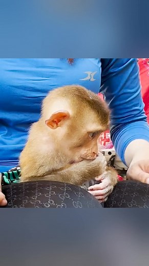 15K views · 440 reactions | Dear All Monkey Mary Fans, Page Monkey Mary is no longer official , All Updated Videos About Mary Monkey Will be Uploaded to Our New Page Mary Daily Life ( https://www.facebook.com/Babybella168) Please Kindly Review Ours New Page Thanks, | Marry Story | Facebook