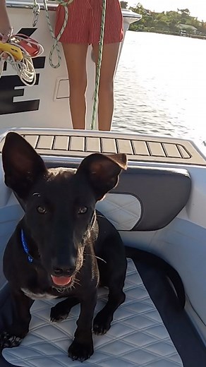 Sailing Doodles on Instagram: "Missing this guy! I found some old unused footage and made full length video about it. To watch that visit patreon.com/sailingdoodles"